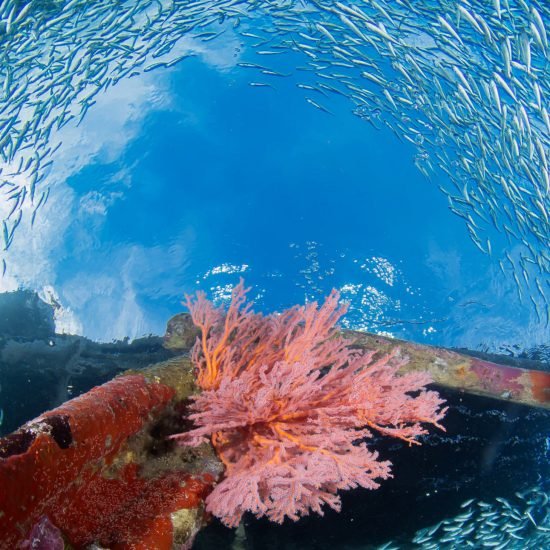 Komodo Trip 3 days and West Papua 4 Days Premium Trip
