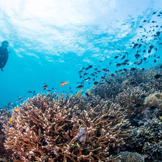 Misool Raja Ampat Tour 5 Days 4 Nights