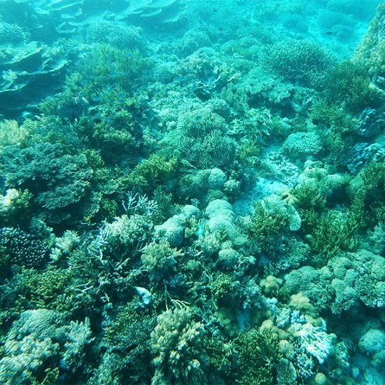Komodo Island Tour From Bali 3 Days 2 Nights