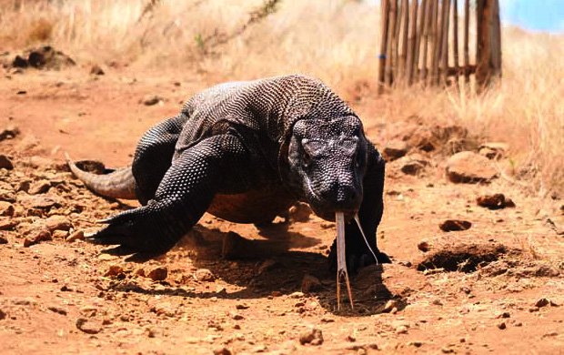 Luxury Private Komodo National Park Tour from Bali by Exclusive Boat Charter 2026