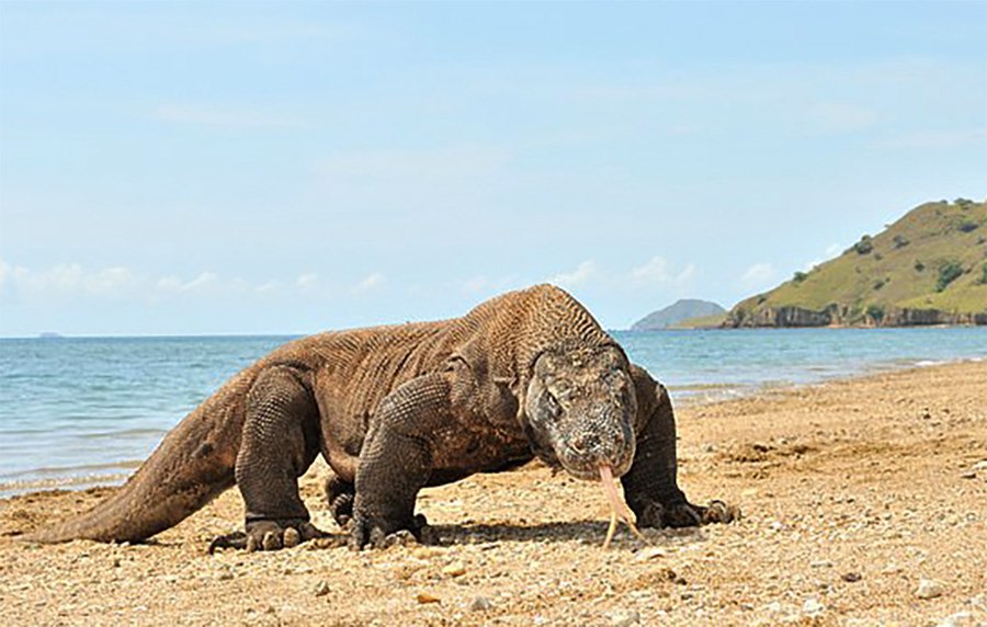 Private Komodo Day Trip From Bali by Exclusive Boat