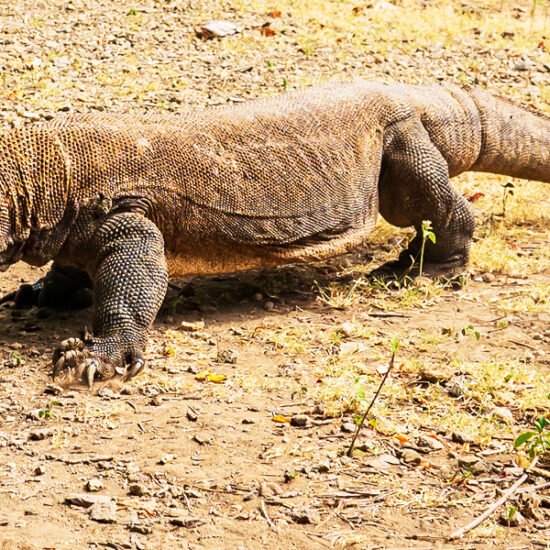 Komodo Whale Sharks & Borneo Orangutan 9 Days 8 Nights