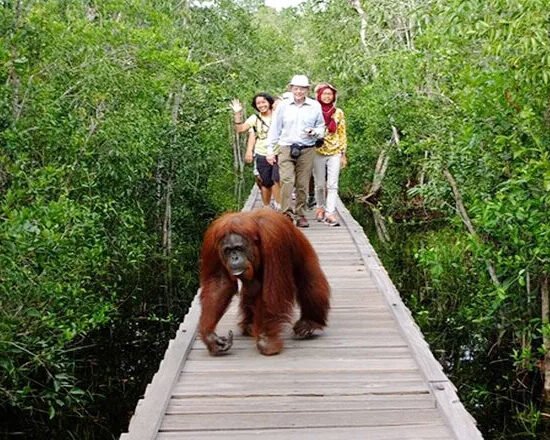 Komodo Dragons, Sumbawa Whale Sharks & Borneo Orangutans Tour 9 Days 8 Nights