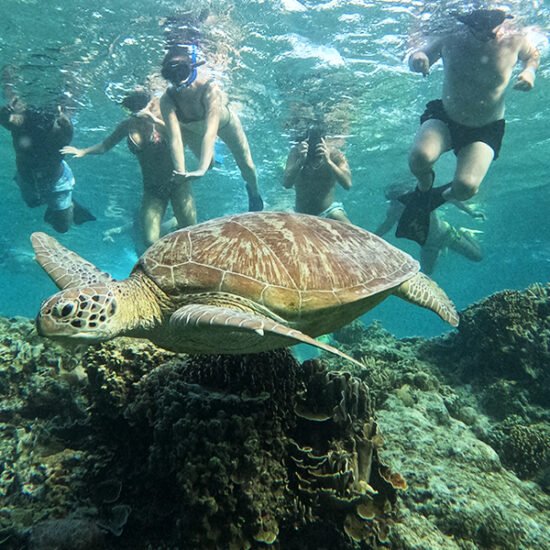 Nusa Penida Manta Whale Sharks & Komodo Tour 8D7N