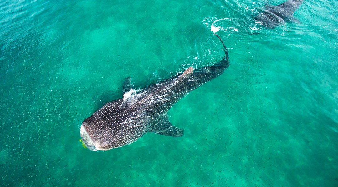 Nusa Penida Manta Whale Sharks & Komodo Tour 8D7N
