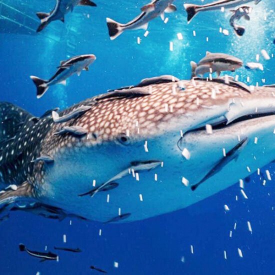 Komodo Whale Sharks Liveaboard and Sumatra Orangutan Tour 9D8N