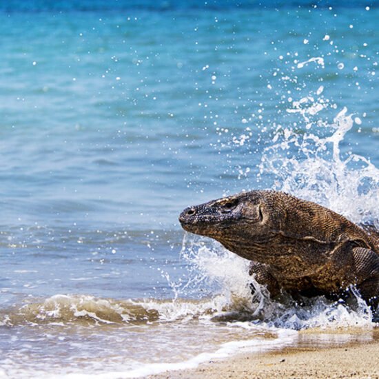 Komodo Whale Sharks Liveaboard and Sumatra Orangutan Tour 9D8N