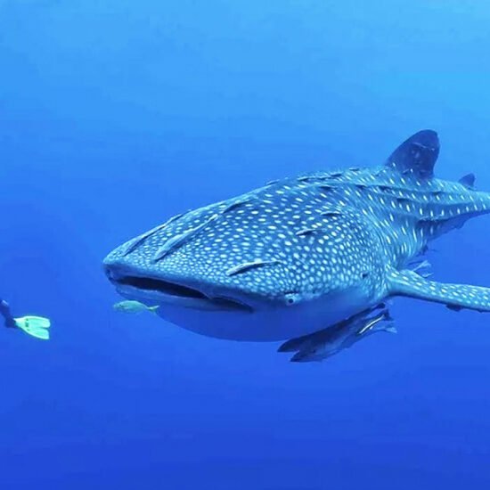 Nusa Penida Manta Whale Sharks & Komodo Tour 8D7N