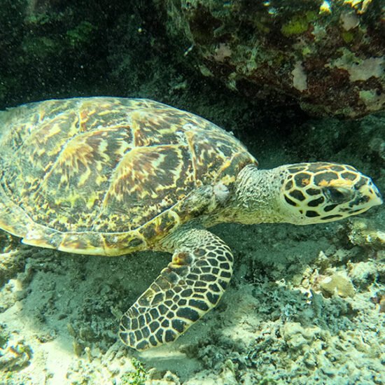 Komodo Whale Sharks & Borneo Orangutan 9 Days 8 Nights